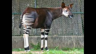 OKAPI WILD ANIMAL [upl. by Nnitsuj]