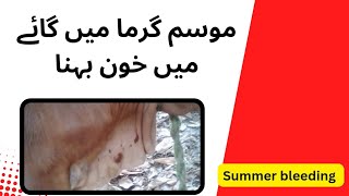 Summer bleeding in cattle  Treatment of Parafilaria bovicola  Skin nematode  Ivermectin [upl. by Trahurn587]