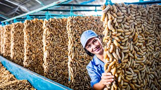 SilkWorm Farm  How Billions of SilkWorm for silk Chinese  Silk Cocoon Harvest Processing Factory [upl. by Wolfie]