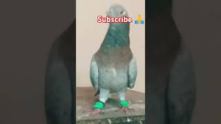 🦜 Parrot nose pigeon 🐦🐦 [upl. by Enaile781]