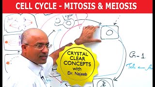 Cell Cycle and Genes  Mitosis amp Meiosis [upl. by Mable]