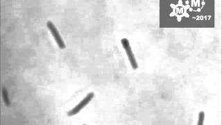 Mycoplasma mobile Cells Elongated by Detergent and Their Pivoting Movements in Gliding [upl. by Ydroj]