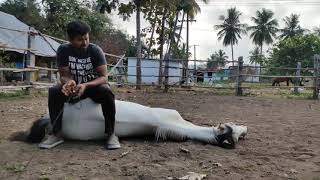 குதிரை Indigenous horse society Tamilnadu [upl. by Lamarre329]