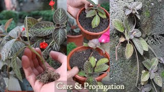 Episcia Cupreata Plants Care Tips And Propagation [upl. by Aleuname51]