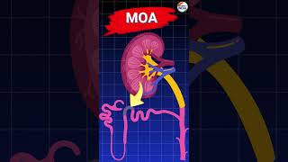 Furosemide Mode Of Action animation pharmacology pharmacyindia [upl. by Radmilla]