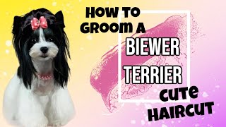 How to groom a Biewer Terrier Fun Cute Dog haircut Asian Fusion Butterfly trim for Yorkies too [upl. by Kajdan594]