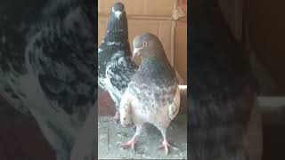 Kalsira kabootar 🕊️🏆 abbaspigeon pigeonzone fancypigeon httpswwwyoutubecomMrNasir143 [upl. by Nollie]