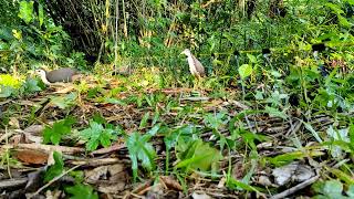 waterhen gallinule dahuk bird trapdahuk pakhir fad toirir poddhotihash dhora fad bog dhora fad [upl. by Aniakudo50]