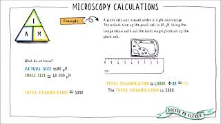 MICROSCOPY CALCULATIONS AQA 91 GCSE Biology Topic 1 Cell Biology [upl. by Adia]