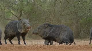 Javelinas fighting [upl. by Eliason550]