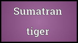 Sumatran tiger Meaning [upl. by Llednar]