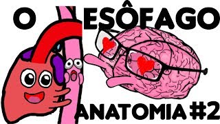 Anatomia Do Esôfago Parte 2 [upl. by Misty]