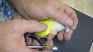 Lovebird Care Major Beak Trim for Lovebird Calmed without Drugs [upl. by Orlene]