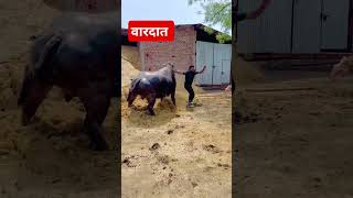 Wardat  video  Bull  funny [upl. by Essirahc]