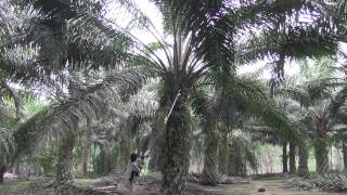 Zenoah Palm Fruit Harvester 5 Metres [upl. by Deborath]