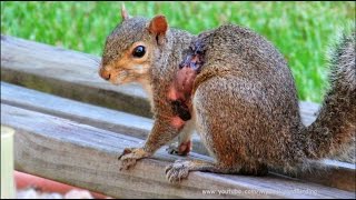 Squirrel Bot Fly Parasite Documentary [upl. by Eenwat713]