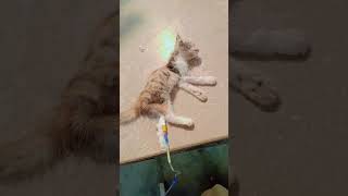 Fluid therapy in severe dehydrated kitten  Treatment of kitten  kitten  Fluid therapy [upl. by Ainafetse331]