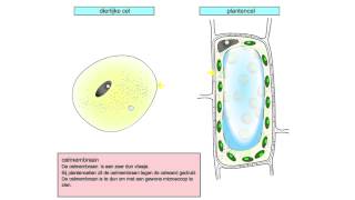 Dierlijke en plantencel [upl. by Aiclef]