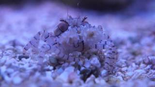 Pom Pom Crab eating mysis shrimp [upl. by Areic]