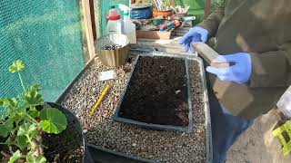 Germinating Sunflower and Chrysanthemum seeds  Starting to grow flowering plants [upl. by Zoldi393]