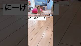 48 とにかく今走っとこお散歩ないぞ チワックス 猛ダッシュ スイッチ 犬 ダックス [upl. by Aspasia352]