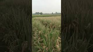 Indiyan khet [upl. by Marlie]