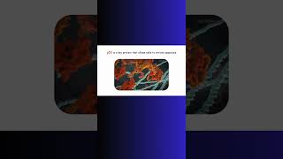 p53 APOPTOSIS AND CANCER p53 cancer apoptosis genetics genes [upl. by Arnoldo]