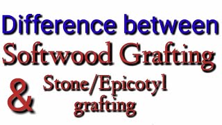 Difference between Epicotyl grafting and Soft wood grafting [upl. by Wane549]