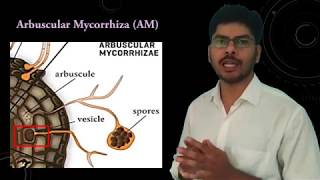 Plant Fungus interaction in Mycorrhizae [upl. by Nybor400]