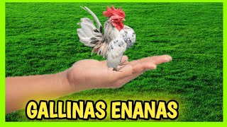 7 GALLINAS ENANAS y Gallos Kikirikis 🐔 Miniatura o Bantam [upl. by Aecila613]