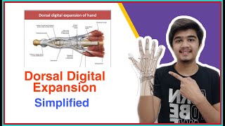 Dorsal Digital Expansion Anatomy Dorsal Digital Expansion Hand  Simplified  Medico Darshil [upl. by Cacka]