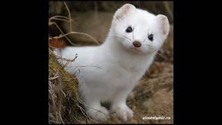 The voice of a beautiful ermine [upl. by Enrika]