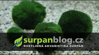 Aegagropila linnaei Cladophora  Japanese moss balls  Řasokoule  Akvarijní rostliny  SURPANcz [upl. by Eatnod]