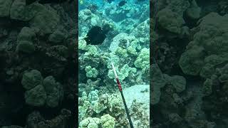 Spearfishing Dos and Donts  Shoot at an Angle on Fish Moving Away  Big Island of Hawaii [upl. by Norvol136]