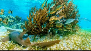 Reef and mangrove fishing [upl. by Saxen513]