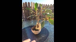 Ficus microcarpa tiger bark bonsai root in the rock [upl. by Kirtley]