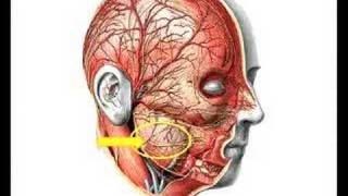 Regio parotideomasseterica 1dio2 [upl. by Cissie]
