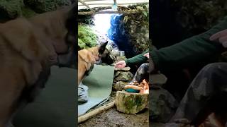 wintercamping survival bushcraftbuildingashelter camping bushcraft cooking outdoorsurvival [upl. by Pasho759]