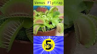 Venus Flytrap  Short [upl. by Eicarg]