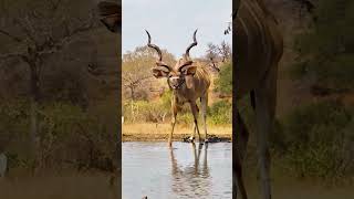 Handsome Kudu Bulls At Kings Camp africanwildanimals animals [upl. by Gnahk]