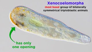 Phylum Xenacoelomorpha and an Introduction to Nephrozoa [upl. by Ialda]