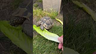 Hermanns tortoise eating lettuce out of my hand 🥬 swetlandtortoises hermannstortoise tortoise [upl. by Levy336]