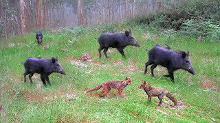 Animais de Portugal Muitos Javalis e Raposas nessa floresta abandonada [upl. by Cecilla]