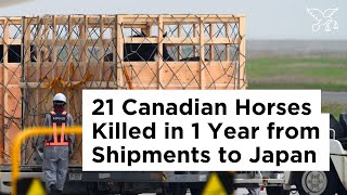 Flight to Fatality Hidden Deaths amp Injuries in Canadas Horse Export Industry [upl. by Yeniffit915]