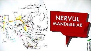 N Trigemen  Nervul MANDIBULAR [upl. by Pollack776]