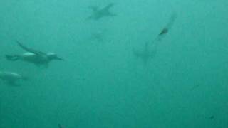 Guillemots diving [upl. by Egide258]