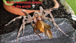 Feeding my Brazilian Wandering Spider Phoneutria nigriventer [upl. by Notsej]