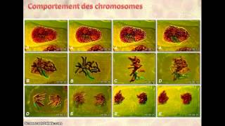 Mitose et reproduction conforme [upl. by Leiad]