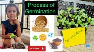 Simply Way to Teach kids How the process of Seed Germination☘️🌱🪴🍀 [upl. by Gearalt]