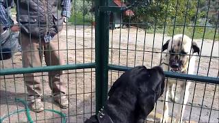 Sivas KangalMalaklı VS Cane Corso [upl. by Ynavoj]